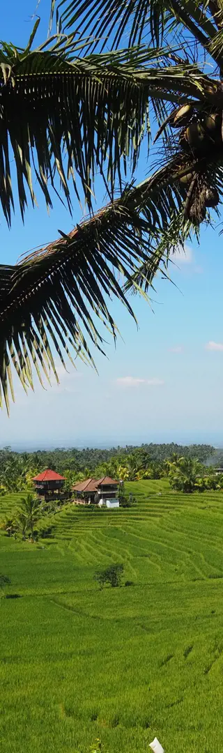 Die Reisterrassen auf Bali